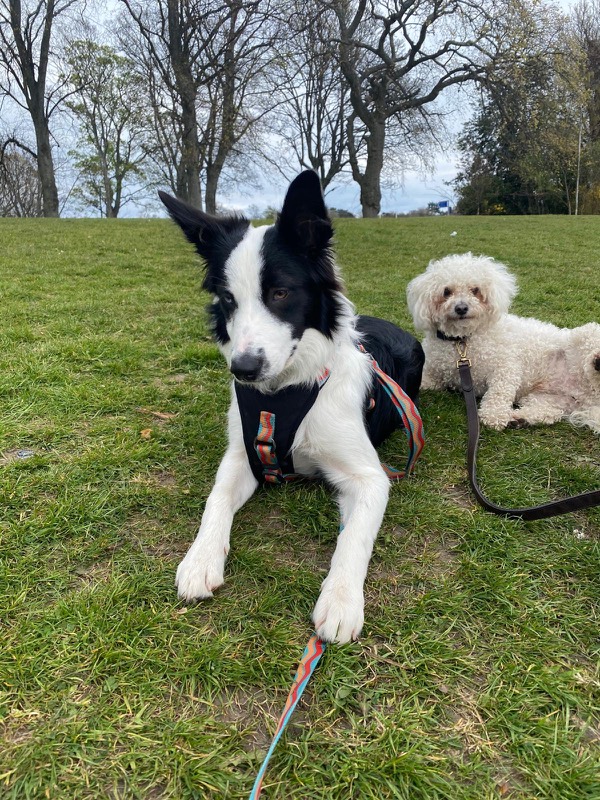 Border collie and a bichon frise lying on the grass in a park