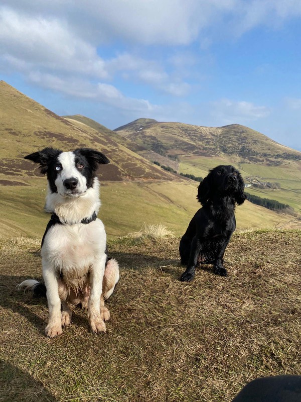 Border collie and a black cocker spaniel sitting on a hillside with rolling hills behind them