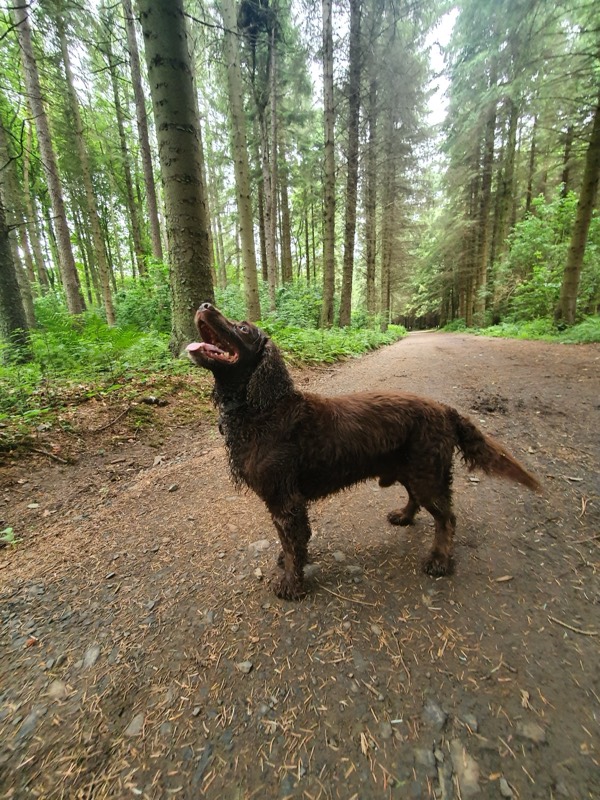 Wet chocolate cocker spaniel on a forest track, looking up expectantly