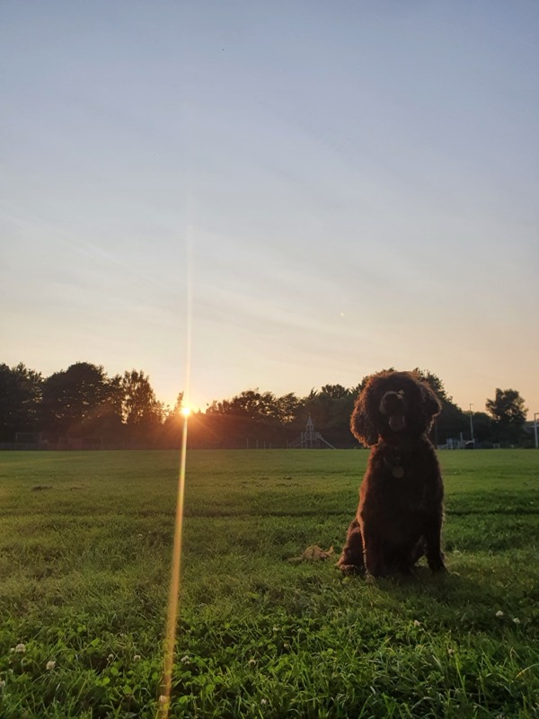 Chocolate cocker spaniel sitting on a playing field at sunset