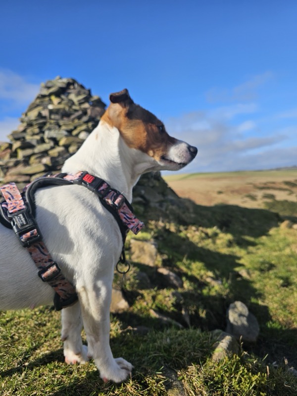 Jack Russell terrier in a harness beside a stone cairn, looking out over open moorland
