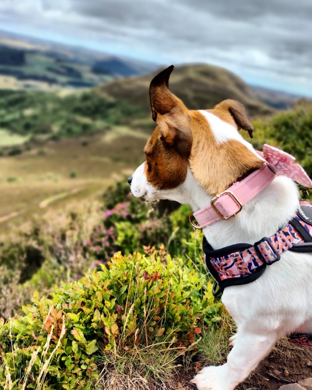 Jack Russell terrier in a pink collar looking out over heather-covered hills