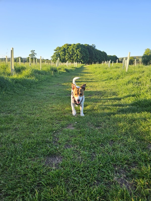 Jack Russell terrier trotting down a mown grass path on a summer evening