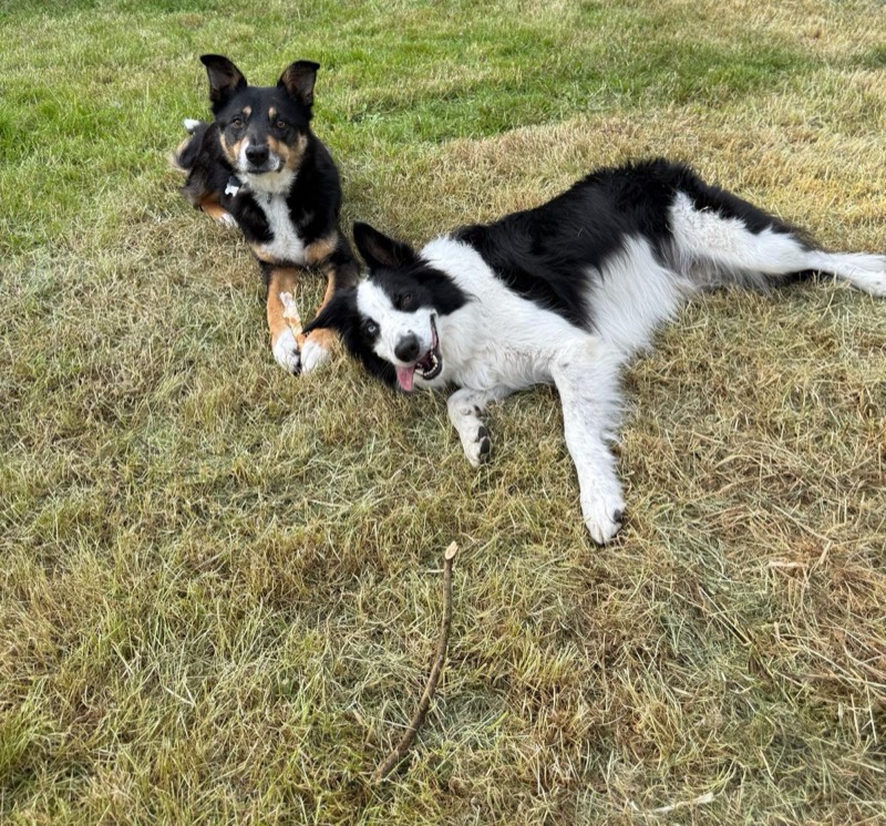 Two collies lying together on a lawn, one grinning with its tongue out