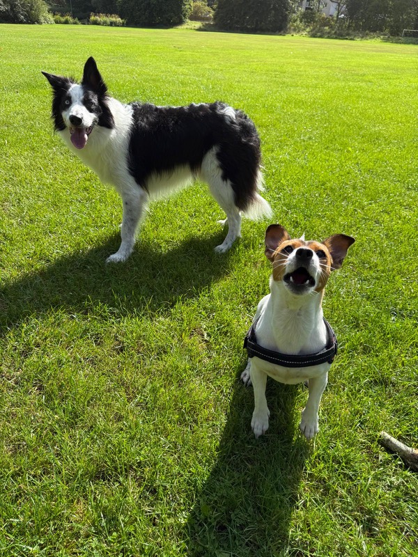 A border collie and a Jack Russell terrier side by side on a sunny playing field
